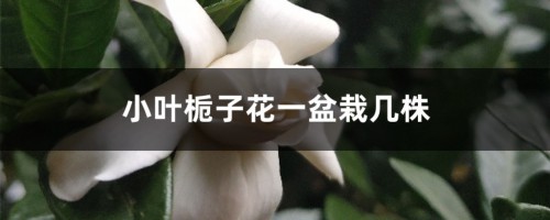 小叶栀子花一盆栽几株，小叶栀子花盆栽图片大全