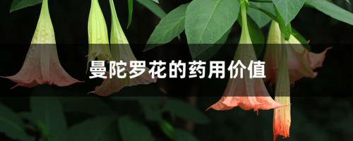 曼陀罗花的药用价值