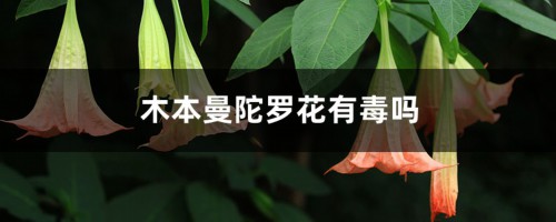 木本曼陀罗花有毒吗，木本曼陀罗图片