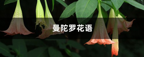 曼陀罗花语，曼陀罗花的寓意