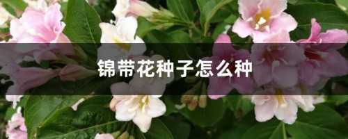 锦带花种子怎么种